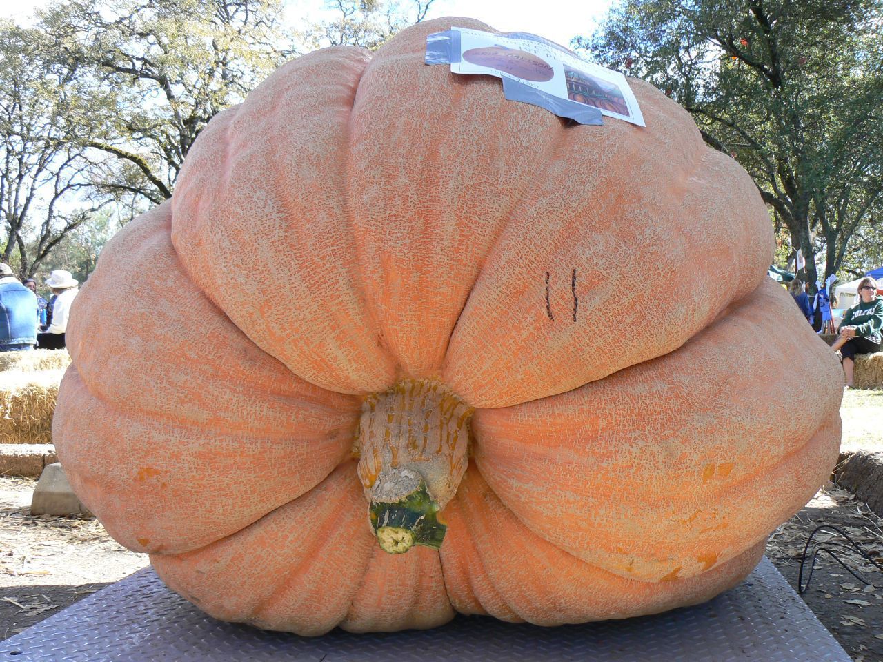 Dill's Atlantic Giant